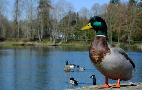 Check out your local wildlife