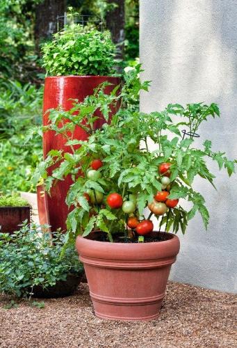 Grow Tomatoes at Home