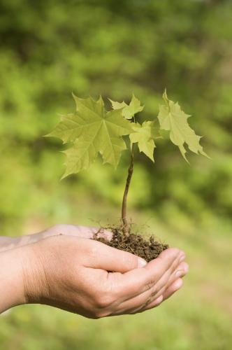 Plant a Tree in Your Backyard