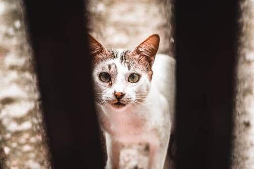 Volunteer At Your Local Animal Shelter
