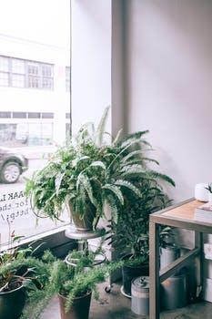Grow Home Plant